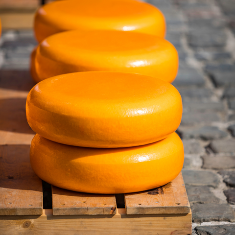 Dutch Cheese